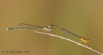 Enallagma sulcatum, tandem pair